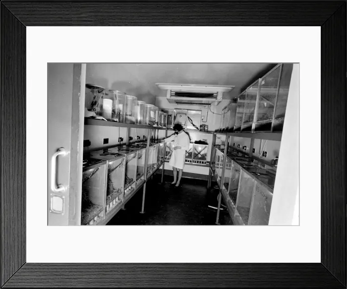 Framed Print : Scientist in a mask, examining locusts in perspex containers at the Anti-Locust Research Framed Print : Scientist in a mask, examining locusts in perspex containers at the Anti-Locust Research