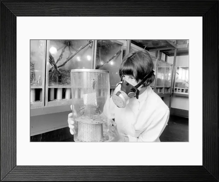 Framed Print : Scientist in a mask, examining a locust in a perspex container at the Anti-Locust Framed Print : Scientist in a mask, examining a locust in a perspex container at the Anti-Locust