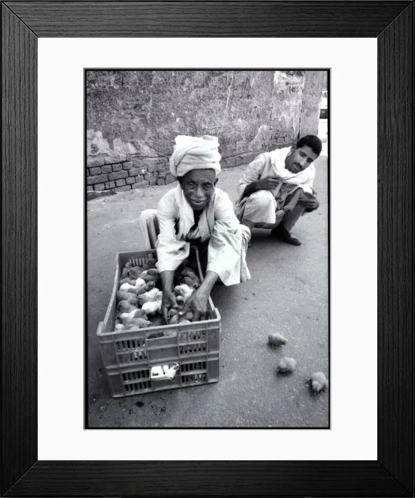 Framed Print : Chicks in street, Cairo, Egypt. Date: 1980s Framed Print : Chicks in street, Cairo, Egypt. Date: 1980s