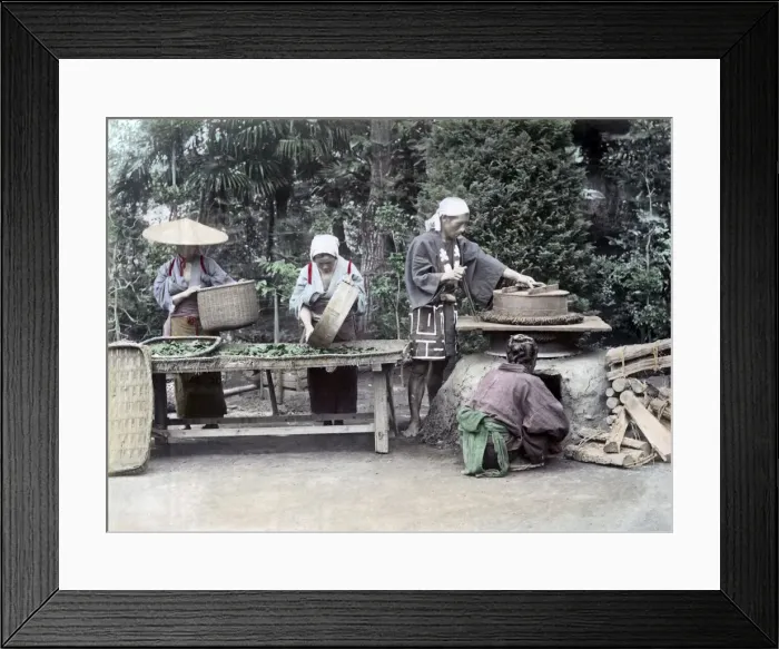 Framed Print : Processing Tea Japan circa 1880s. Date: circa 1880s Framed Print : Processing Tea Japan circa 1880s. Date: circa 1880s