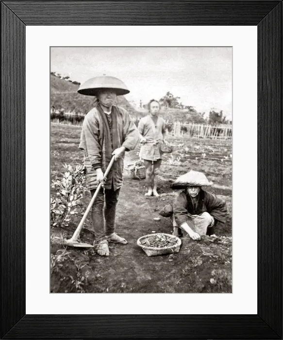Framed Print : Japanese Gardeners, 1870s. Date: 1870s Framed Print : Japanese Gardeners, 1870s. Date: 1870s