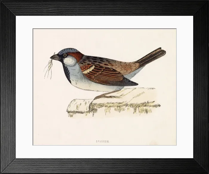 Framed Print : HOUSE SPARROW (Passer domesticus) Date: 1851 Framed Print : HOUSE SPARROW (Passer domesticus) Date: 1851