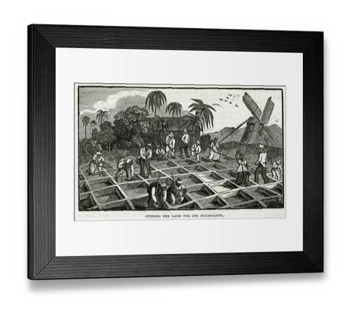Framed Print : PLANTING IN ANTIGUA Framed Print : PLANTING IN ANTIGUA