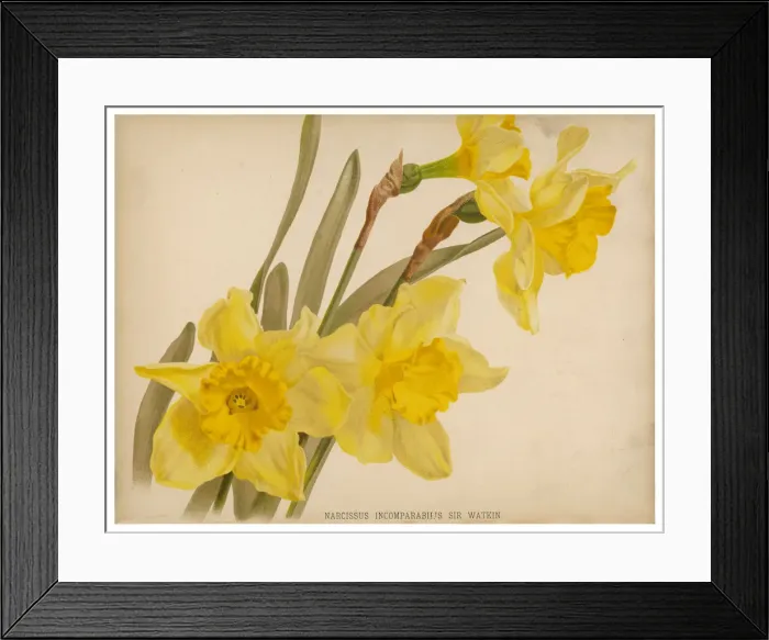 Framed Print : NARCISSUS INCOMPARABILIS Framed Print : NARCISSUS INCOMPARABILIS