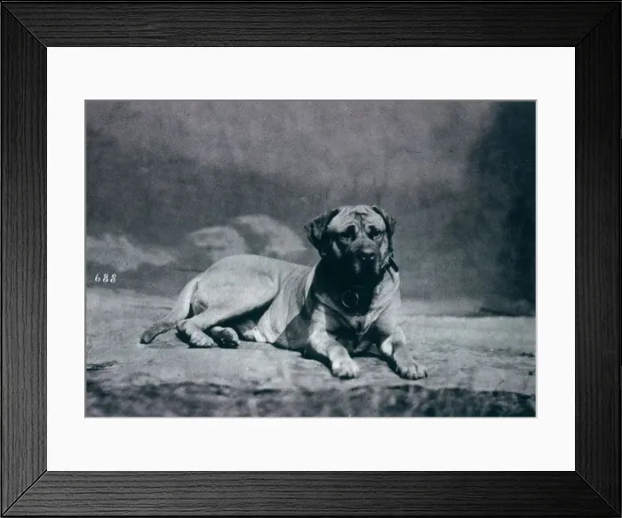 Framed Print : CHAMPION-COLONEL Dog owned by Richard Alston Date: 1879 Framed Print : CHAMPION-COLONEL Dog owned by Richard Alston Date: 1879