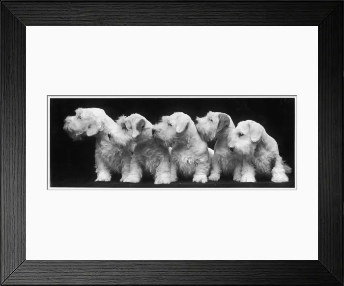 Framed Print : SEALYHAM PUPPIES / 1936 Framed Print : SEALYHAM PUPPIES / 1936