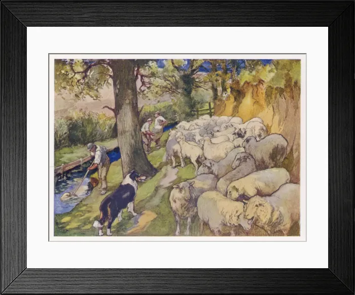 Framed Print : SHEEP DIPPING 1916 Framed Print : SHEEP DIPPING 1916