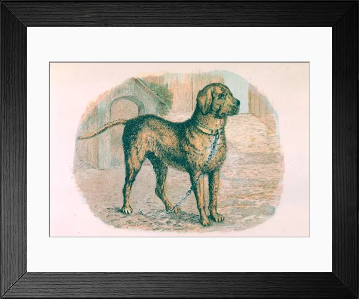 Framed Print : A mastiff on a chain Date: circa 1870