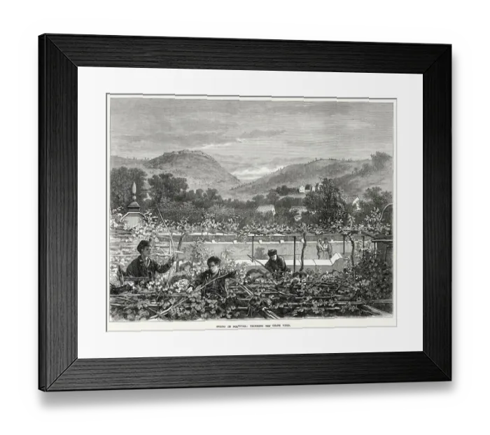 Framed Print : Trimming the grape vines in spring. Date: 1873 Framed Print : Trimming the grape vines in spring. Date: 1873