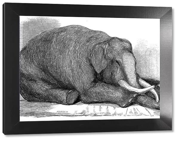 Dead Elephant at London Zoo, 1847