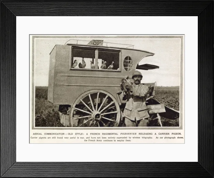 Framed Print : French regimental pigeonnier releasing a carrier pigeon Framed Print : French regimental pigeonnier releasing a carrier pigeon