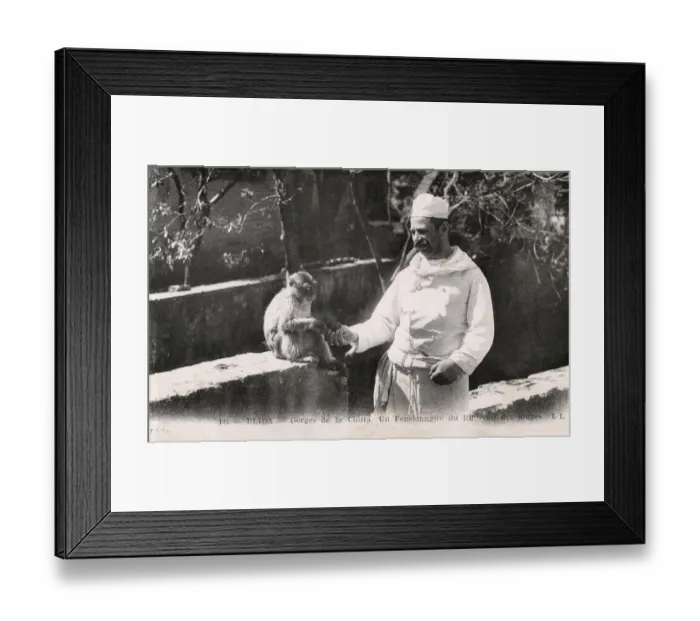 Framed Print : Chiffa, Blida, Algeria - Chef feeds an Old Barbary Macaque Framed Print : Chiffa, Blida, Algeria - Chef feeds an Old Barbary Macaque