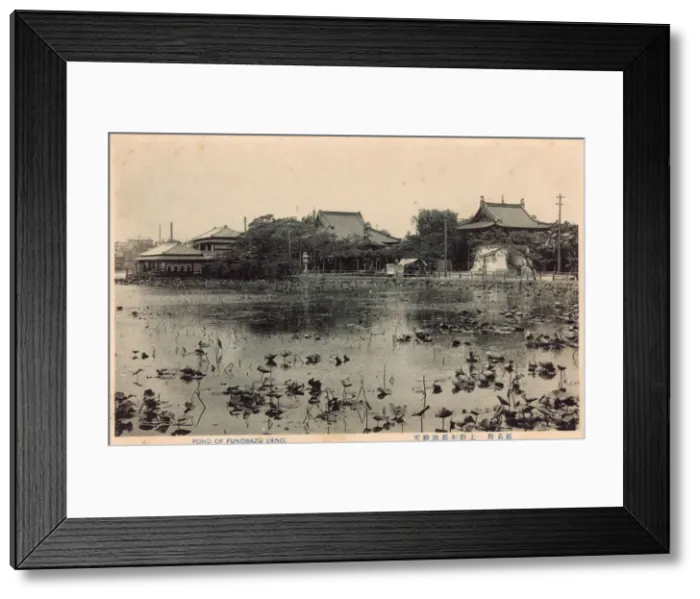 Framed Print : The Shinobazu Pond, Ueno Park, Tokyo, Japan Framed Print : The Shinobazu Pond, Ueno Park, Tokyo, Japan