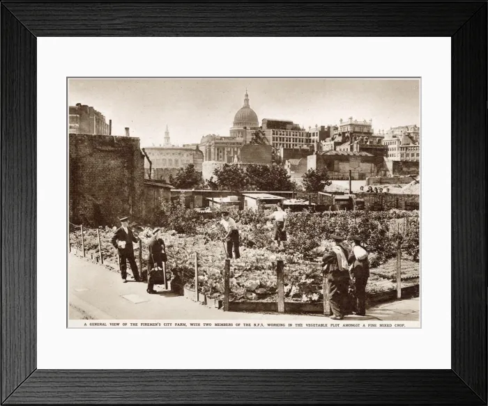 Framed Print : Firemens Farm in the Heart of the City WWII Framed Print : Firemens Farm in the Heart of the City WWII