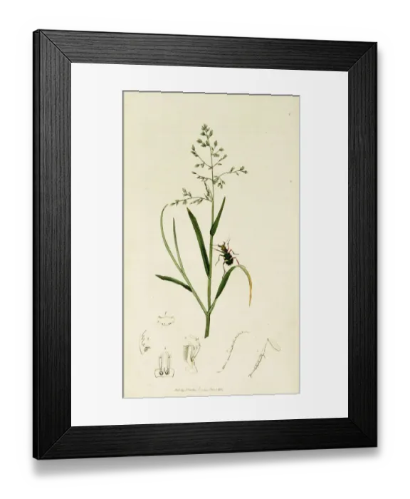 Framed Print : Curtis British Entomology Plate 1 Framed Print : Curtis British Entomology Plate 1