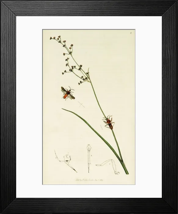 Framed Print : Curtis British Entomology Plate 2