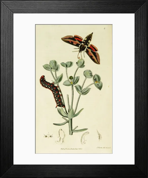 Framed Print : Curtis British Entomology Plate 3 Framed Print : Curtis British Entomology Plate 3
