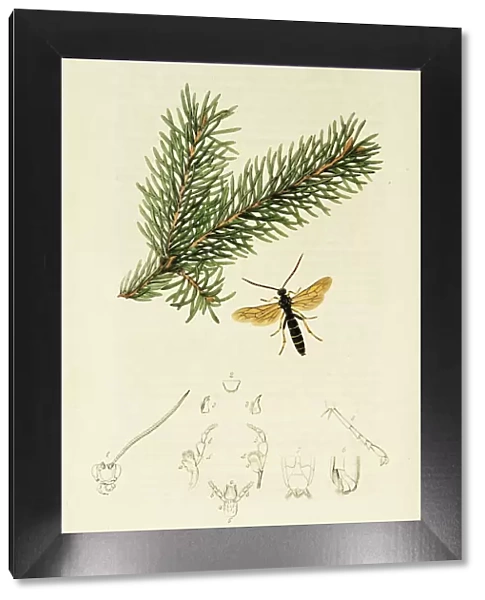 Curtis British Entomology Plate 4
