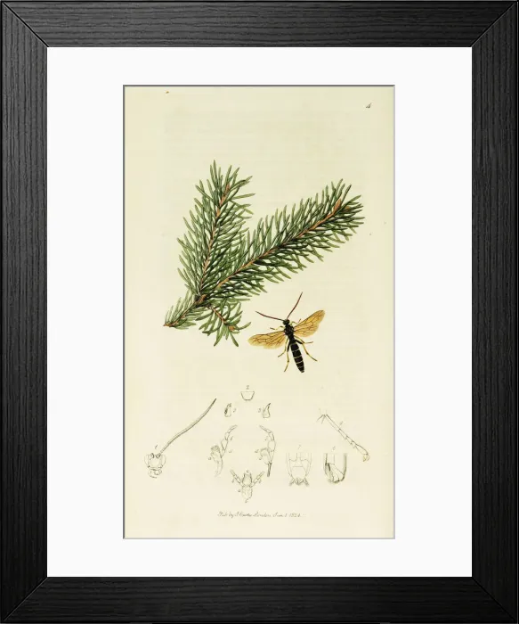 Framed Print : Curtis British Entomology Plate 4 Framed Print : Curtis British Entomology Plate 4