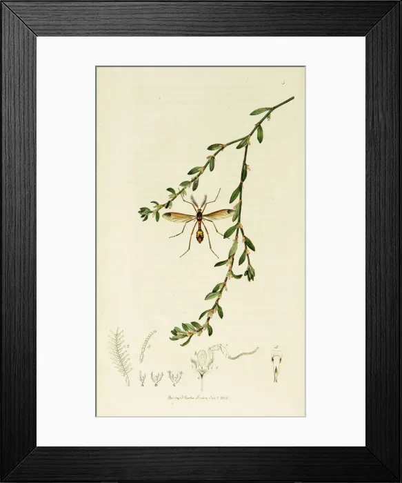 Framed Print : Curtis British Entomology Plate 5 Framed Print : Curtis British Entomology Plate 5