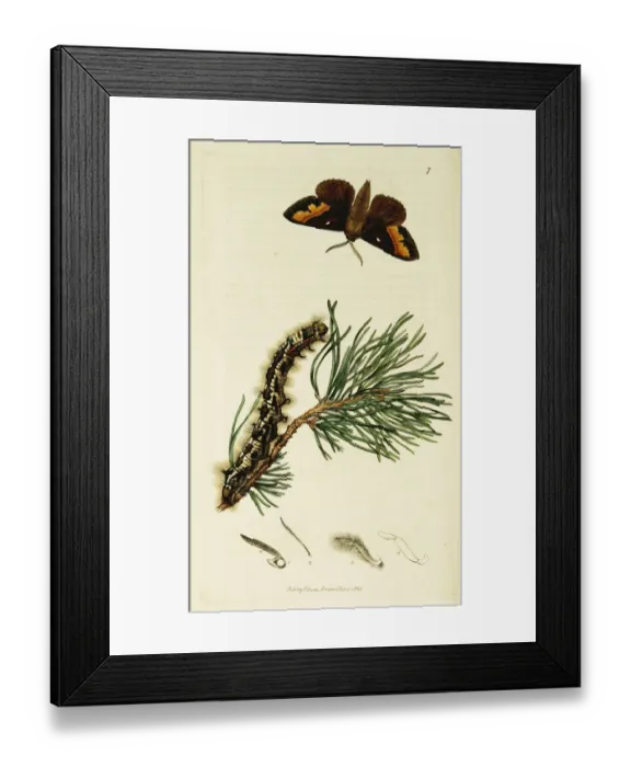 Framed Print : Curtis British Entomology Plate 7 Framed Print : Curtis British Entomology Plate 7