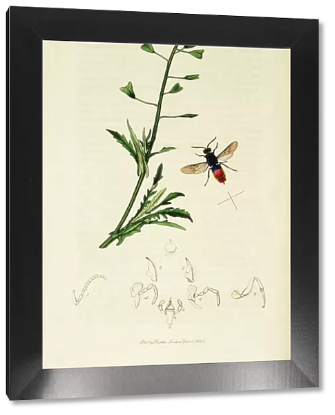 Curtis British Entomology Plate 8