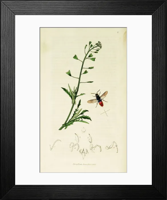Framed Print : Curtis British Entomology Plate 8