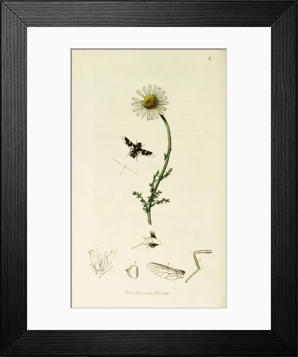 Framed Print : Curtis British Entomology Plate 9 Framed Print : Curtis British Entomology Plate 9