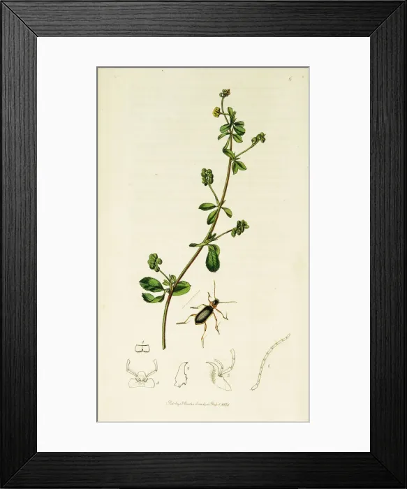 Framed Print : Curtis British Entomology Plate 6