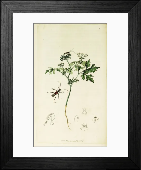 Framed Print : Curtis British Entomology Plate 11 Framed Print : Curtis British Entomology Plate 11