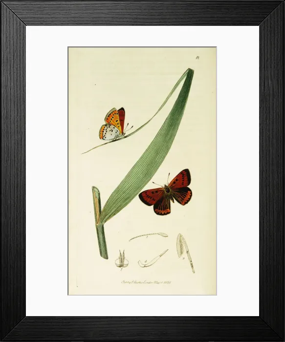 Framed Print : Curtis British Entomology Plate 12 Framed Print : Curtis British Entomology Plate 12
