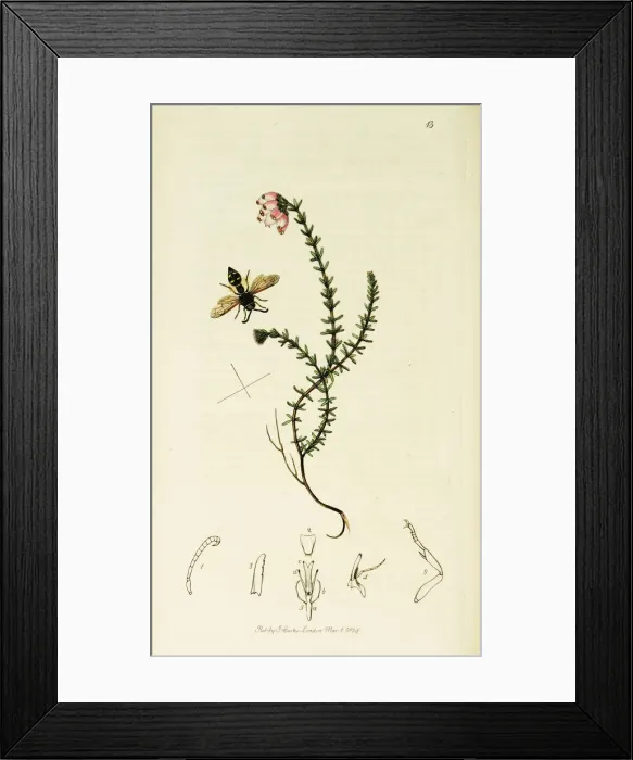 Framed Print : Curtis British Entomology Plate 13 Framed Print : Curtis British Entomology Plate 13