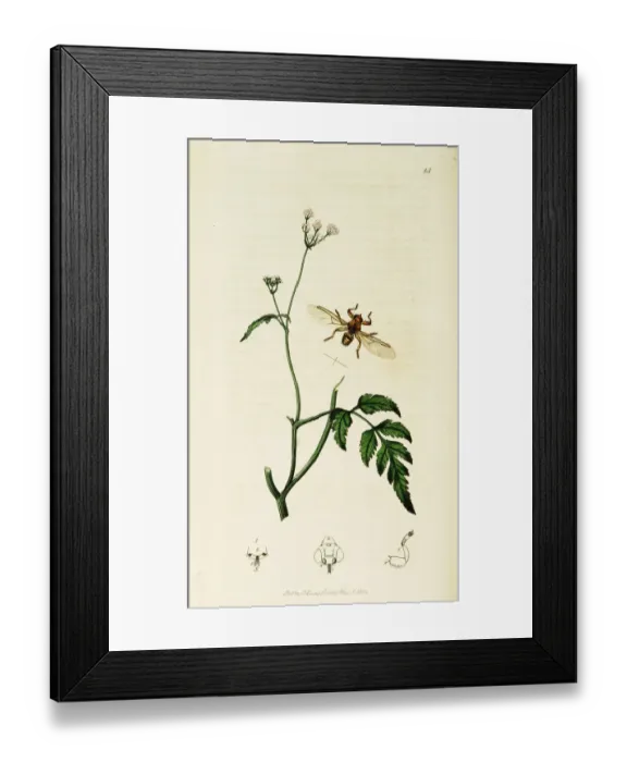 Framed Print : Curtis British Entomology Plate 14 Framed Print : Curtis British Entomology Plate 14