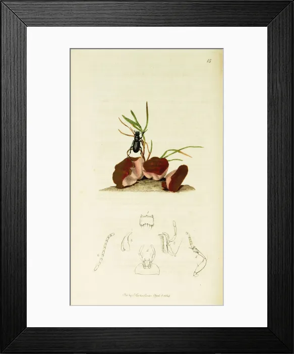 Framed Print : Curtis British Entomology Plate 15