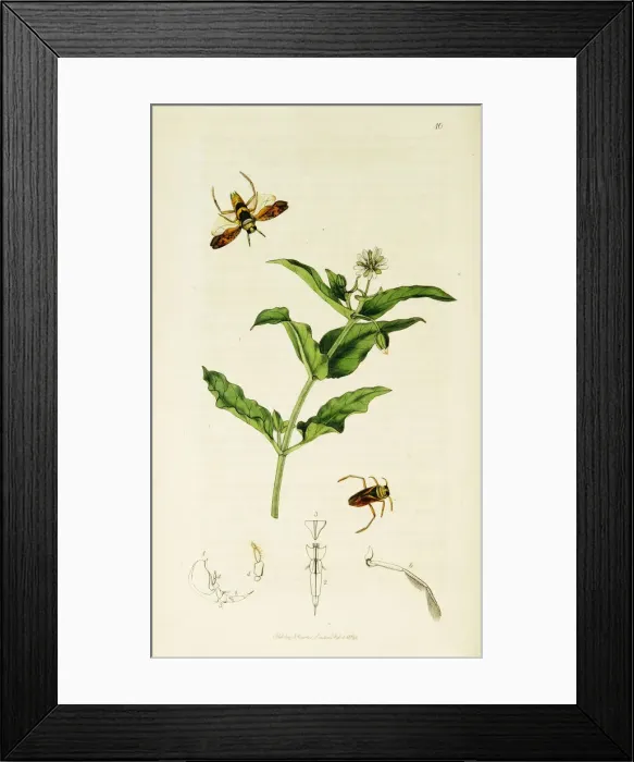 Framed Print : Curtis British Entomology Plate 10 Framed Print : Curtis British Entomology Plate 10