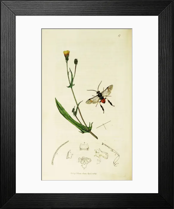 Framed Print : Curtis British Entomology Plate 17 Framed Print : Curtis British Entomology Plate 17