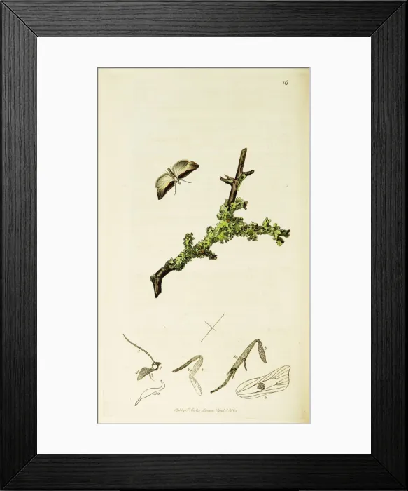 Framed Print : Curtis British Entomology Plate 16 Framed Print : Curtis British Entomology Plate 16
