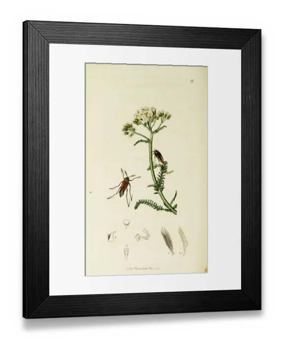 Framed Print : Curtis British Entomology Plate 19 Framed Print : Curtis British Entomology Plate 19