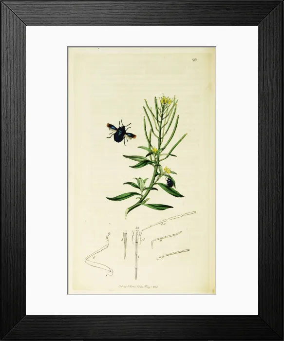 Framed Print : Curtis British Entomology Plate 20 Framed Print : Curtis British Entomology Plate 20