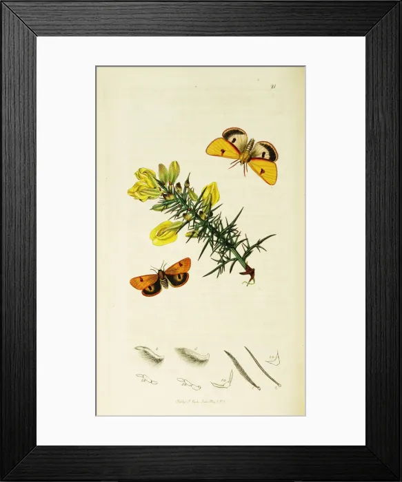 Framed Print : Curtis British Entomology Plate 21 Framed Print : Curtis British Entomology Plate 21