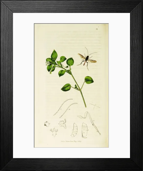 Framed Print : Curtis British Entomology Plate 22 Framed Print : Curtis British Entomology Plate 22