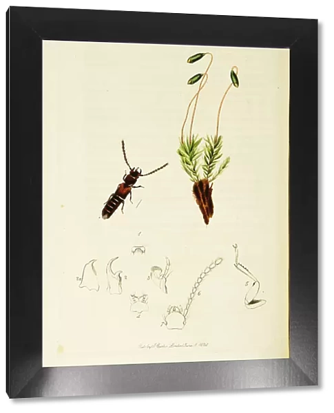 Curtis British Entomology Plate 23