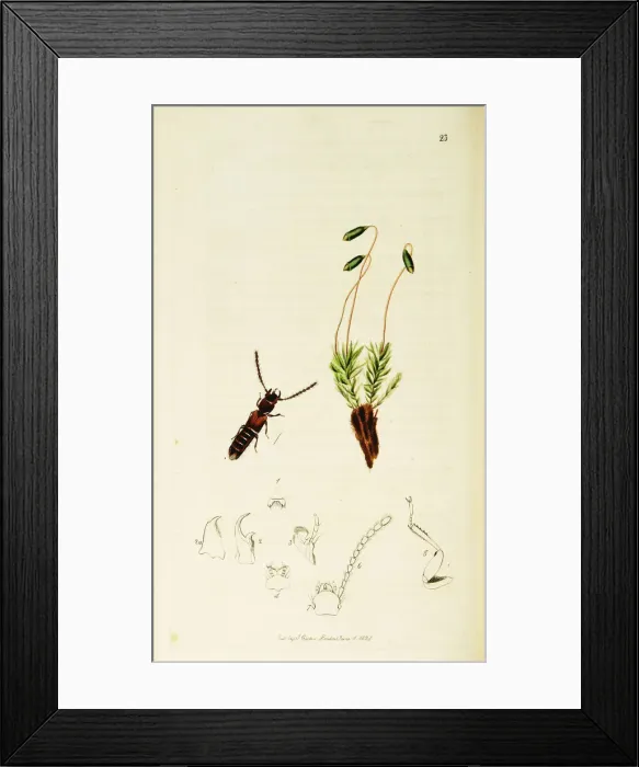 Framed Print : Curtis British Entomology Plate 23 Framed Print : Curtis British Entomology Plate 23