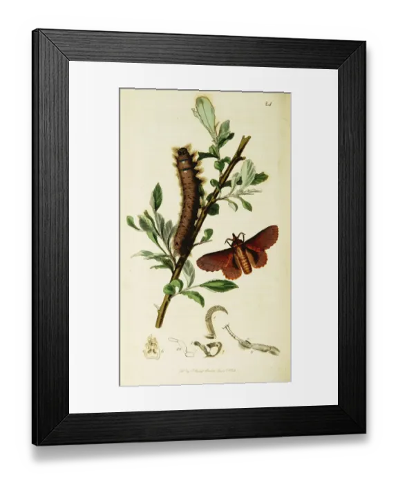 Framed Print : Curtis British Entomology Plate 24 Framed Print : Curtis British Entomology Plate 24