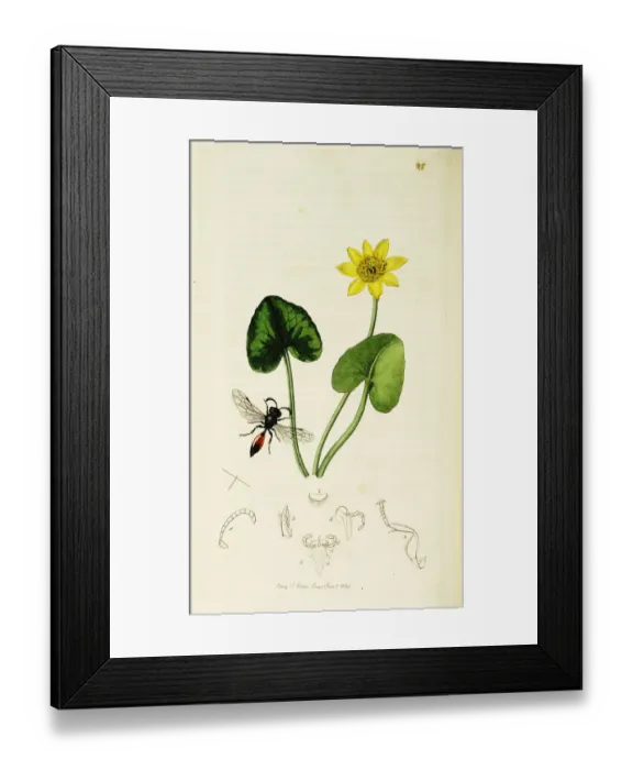 Framed Print : Curtis British Entomology Plate 25 Framed Print : Curtis British Entomology Plate 25