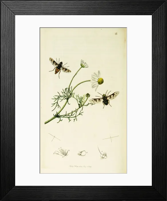 Framed Print : Curtis British Entomology Plate 26 Framed Print : Curtis British Entomology Plate 26