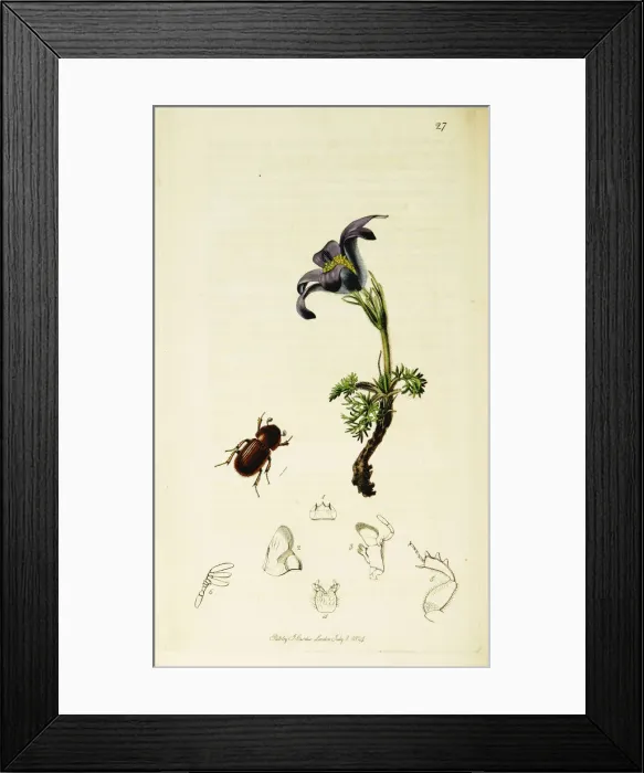 Framed Print : Curtis British Entomology Plate 27 Framed Print : Curtis British Entomology Plate 27