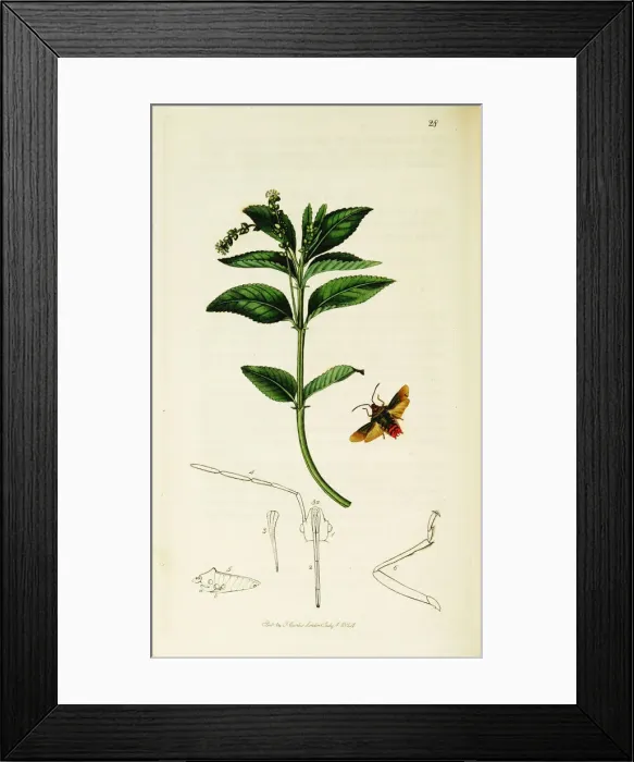 Framed Print : Curtis British Entomology Plate 28 Framed Print : Curtis British Entomology Plate 28