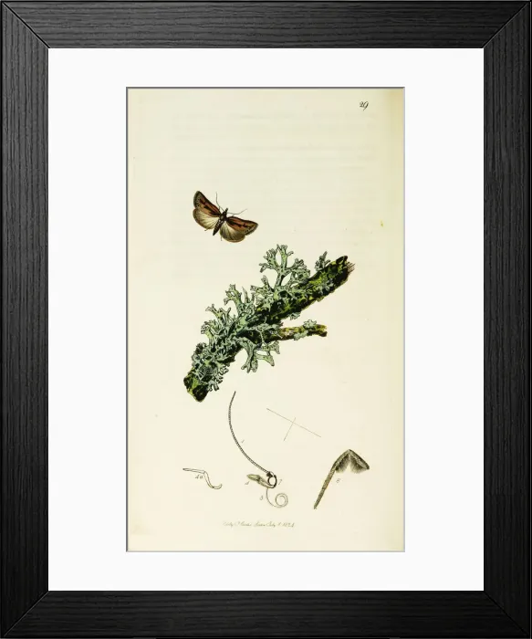 Framed Print : Curtis British Entomology Plate 29 Framed Print : Curtis British Entomology Plate 29