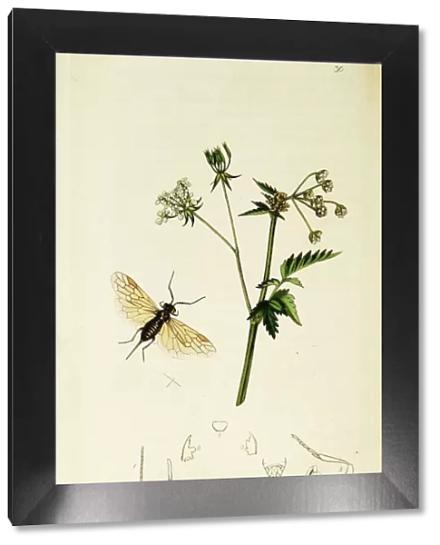 Curtis British Entomology Plate 30